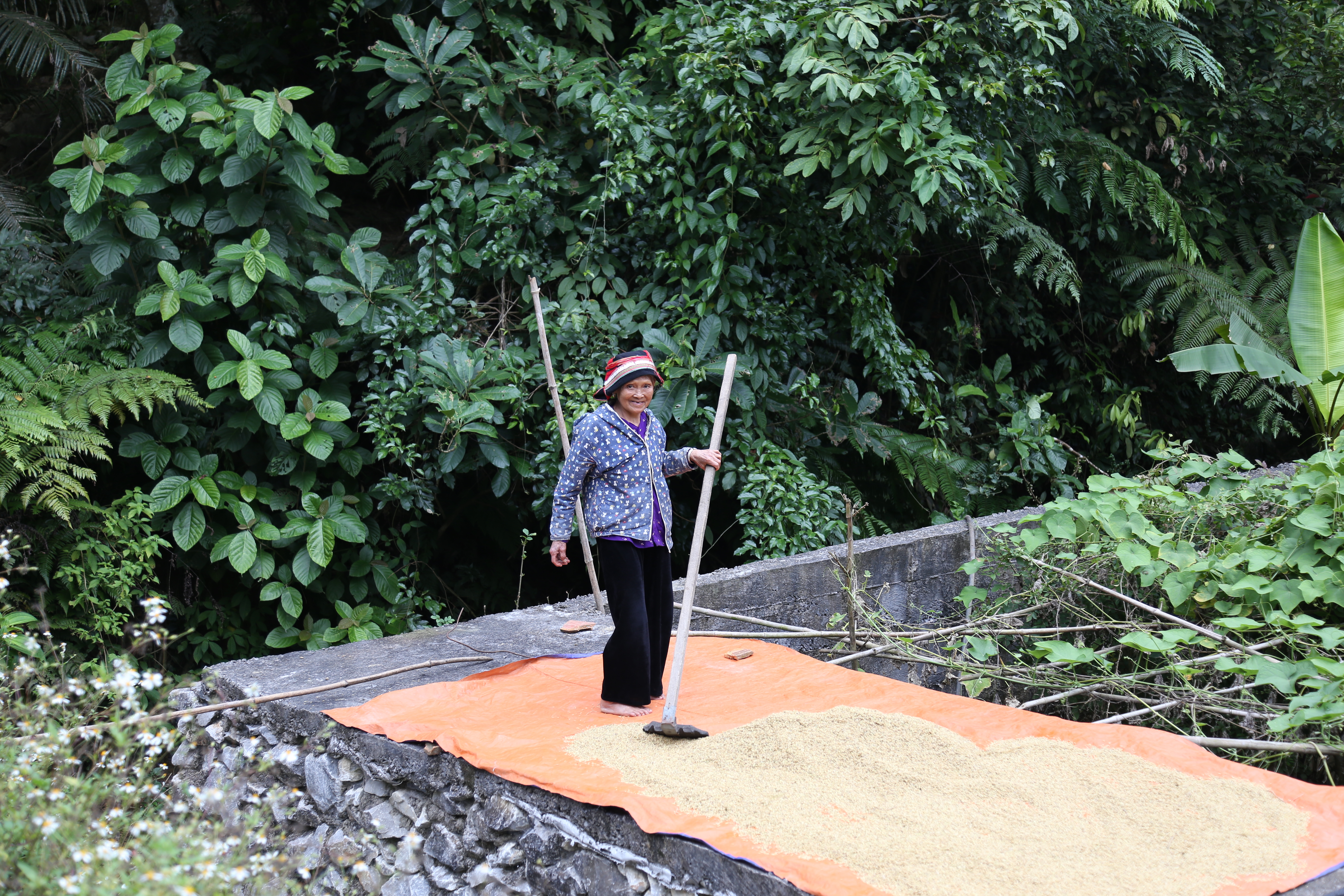 Năm trước được cau, năm sau được lúa.