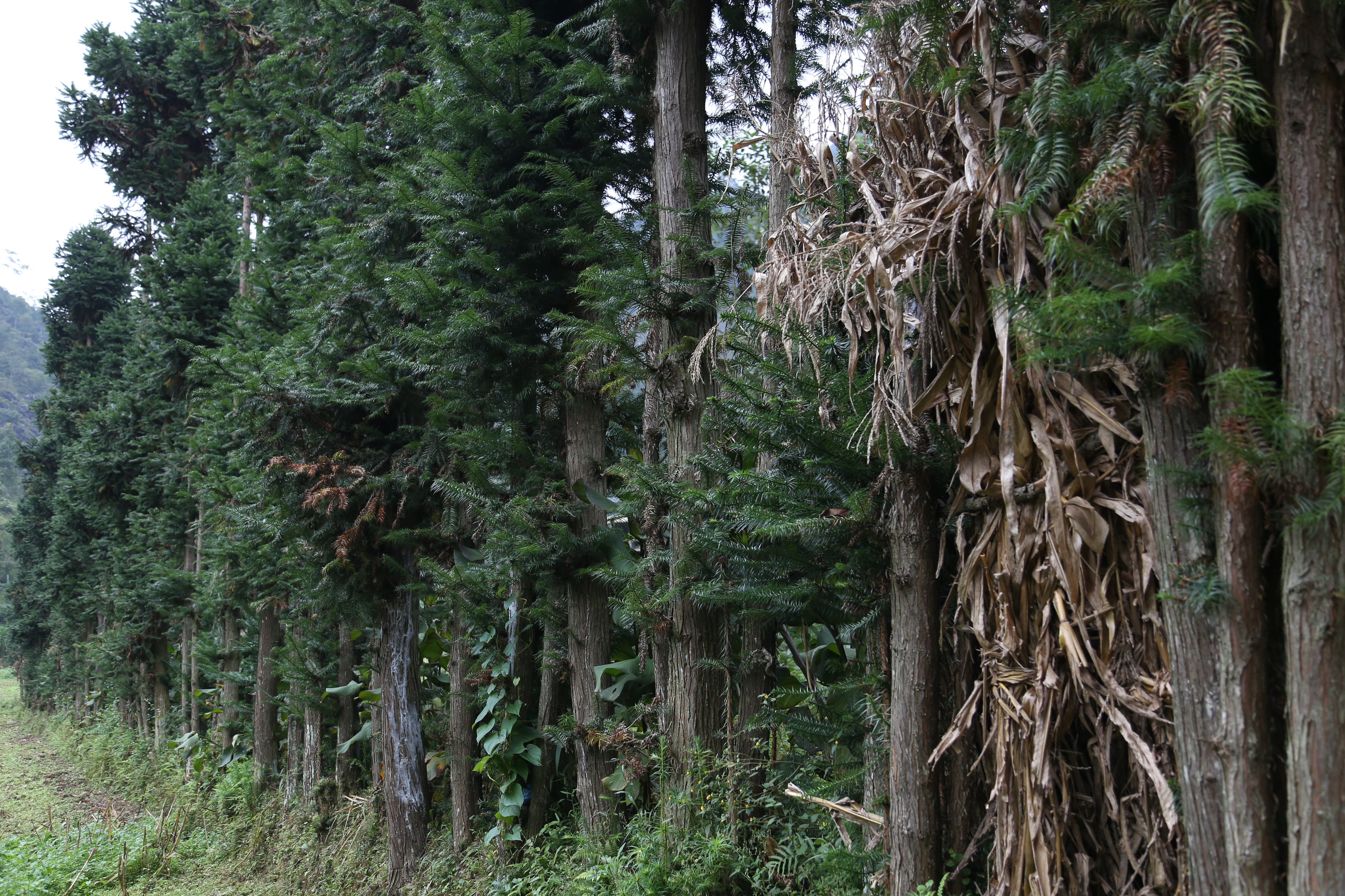 Hàng cây trong một bản làng biệt lập - toàn bộ người trẻ đã bỏ chốn sinh ra để chạy lên Hà Phố.