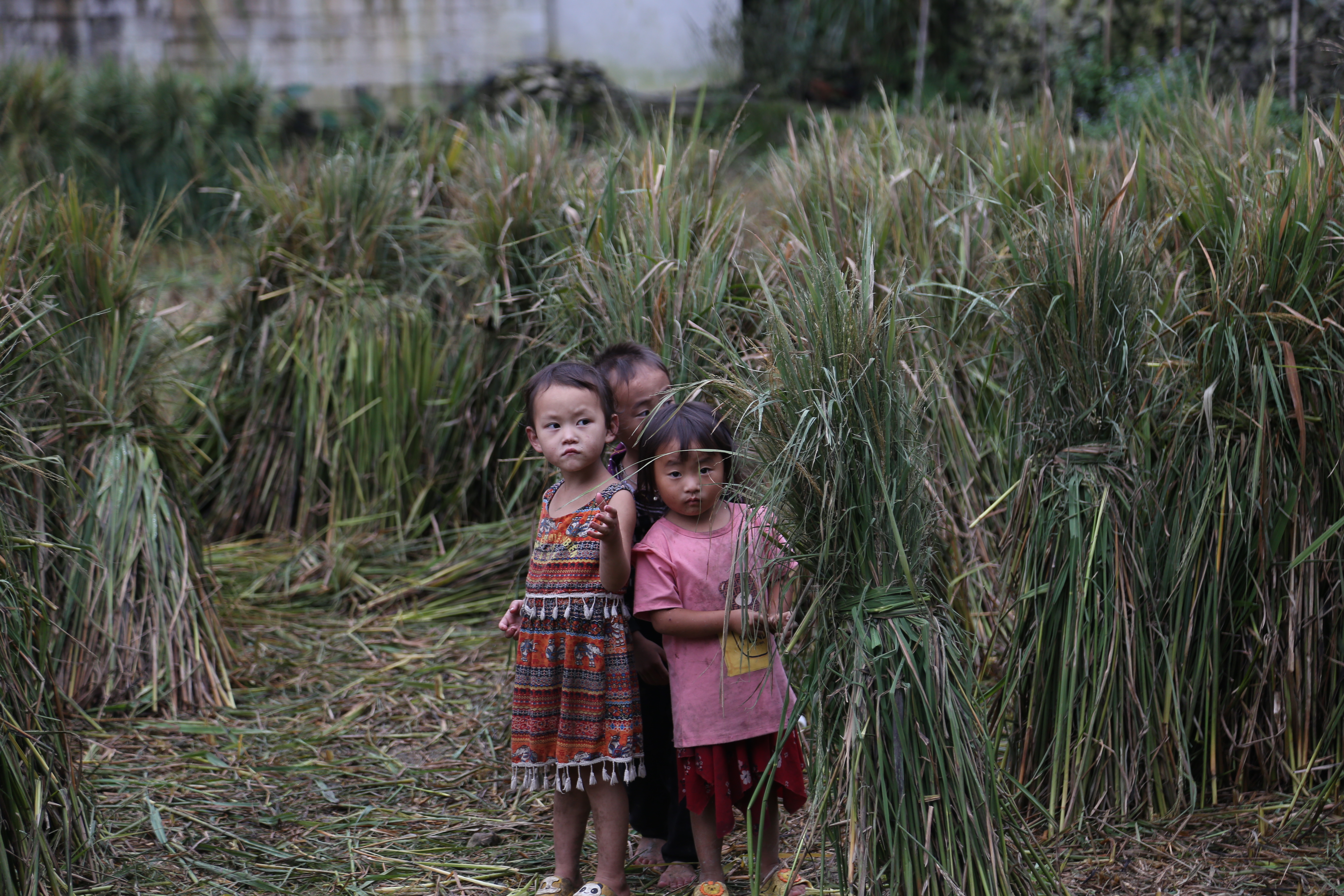 Hoa sen sao khéo giữ màu, Nắng nồng không nhạt, mưa dầu không phai.